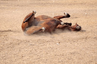 RollingHorse